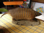 Bernando the Armadillo